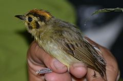 Platyrinchus coronatus