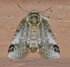 Sleeping Baileya Moth - Photo (c) krancmm, some rights reserved (CC BY-NC), uploaded by krancmm