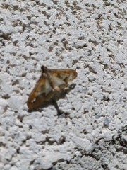 Diaphania fumosalis