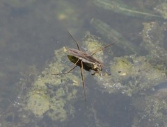 Gerris latiabdominis