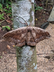 Arsenurinae