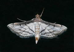 Marasmia trapezalis