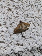 Diaphania fumosalis