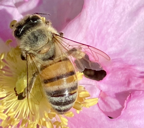 iNaturalist observation photo of Western Honey Bee