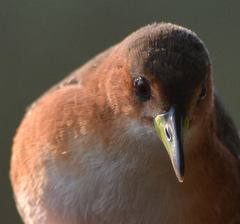 Laterallus melanophaius