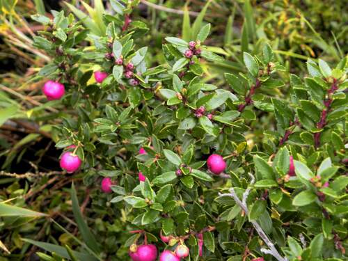 Gaultheria marticorenae, photograph 2