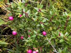 Gaultheria marticorenae, photograph Cesar Ormazabal, CC BY, iNaturalist via GBIF
