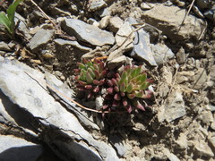 Villadia aristata
