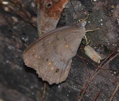 Pseudodebis valentina