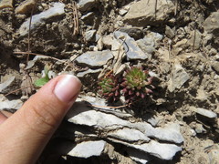 Villadia aristata