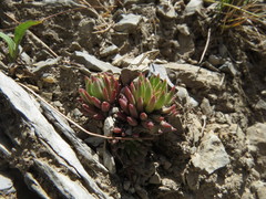 Villadia aristata
