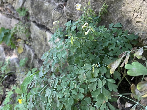 Image of Pseudofumaria alba by (c) Pavel Kacl, some rights reserved (CC BY)