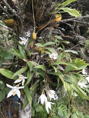 Coelogyne corymbosa