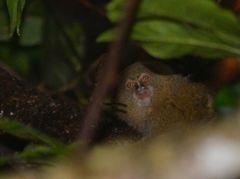 Cebuella niveiventris