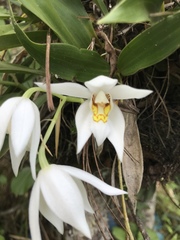 Coelogyne corymbosa