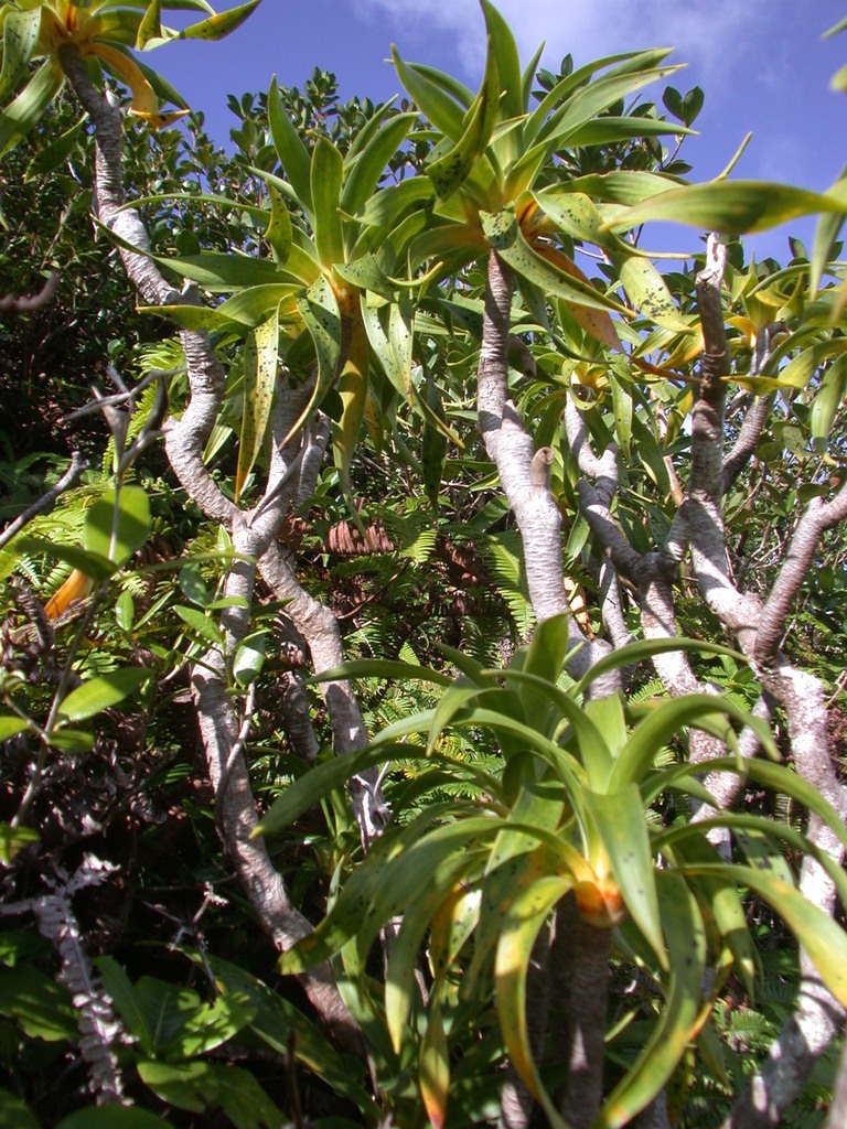 Dracaena fernaldii (Lanai Dragon Tree)