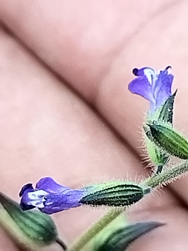 Image of Salvia subincisa by no rights reserved