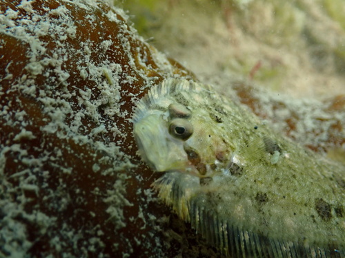 Topknot (Zeugopterus punctatus) — Scophthalmidae — 4