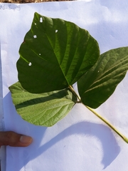 Neustanthus phaseoloides