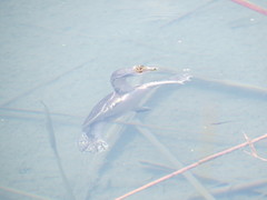 Apalone spinifera emoryi