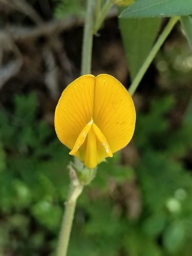 Image of Nissolia wislizeni by no rights reserved