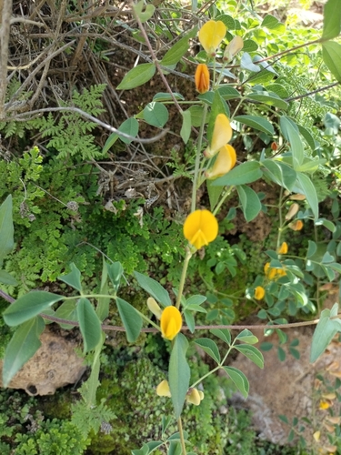 Image of Nissolia wislizeni by no rights reserved
