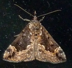 Hypena baltimoralis