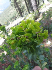 Euphorbia beamanii