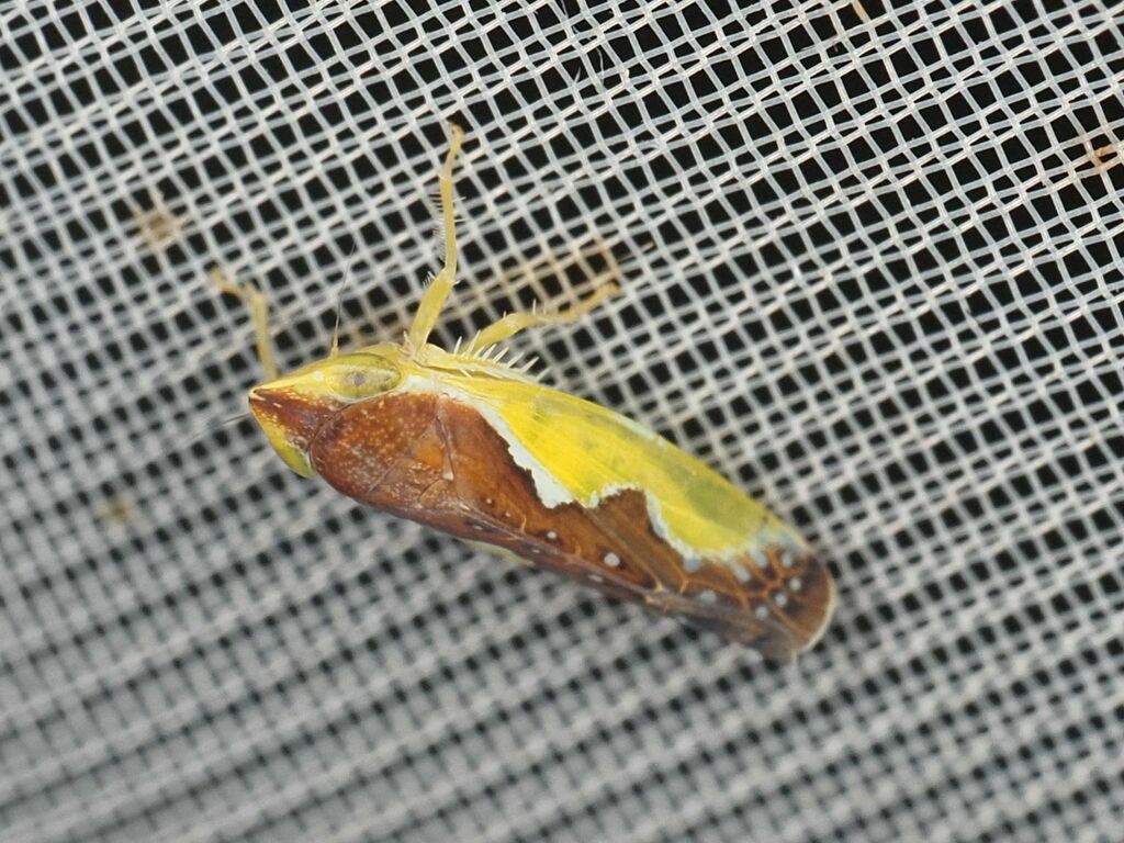Platymetopius major