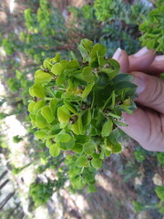 Euphorbia beamanii