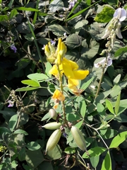 Crotalaria retusa