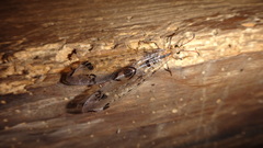 Dendroleon pantherinus