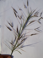 Poaceae