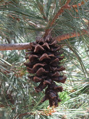 Pinus stylesii