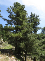 Pinus stylesii