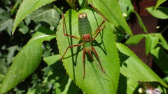 Barbitistes serricauda