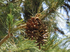 Pinus stylesii