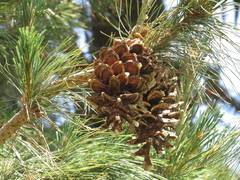 Pinus stylesii