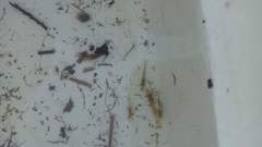 Paratya curvirostris