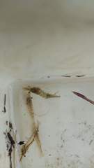 Paratya curvirostris