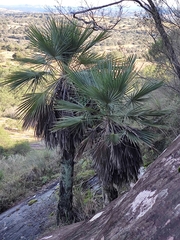 Trithrinax brasiliensis, photograph author not stated, no rights reserved