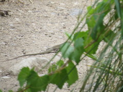 Aspidoscelis marmoratus