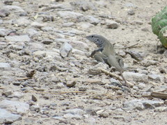 Aspidoscelis marmoratus