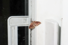 Anticlea multiferata