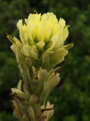 Castilleja wightii