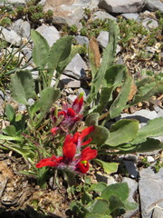 Castilleja bella