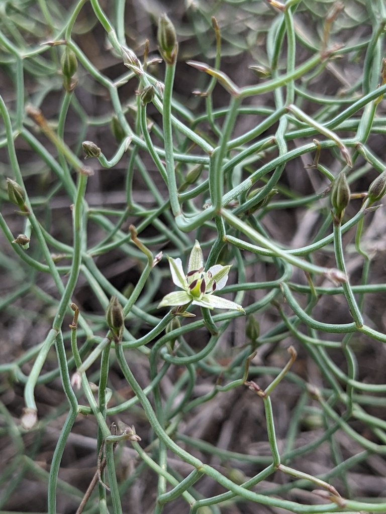 Thysanotus exfimbriatus