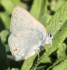 Satyrium sylvinus dryope