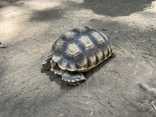 iNaturalist observation photo of African Spurred Tortoise