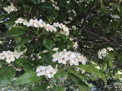 Crataegus × lavallei